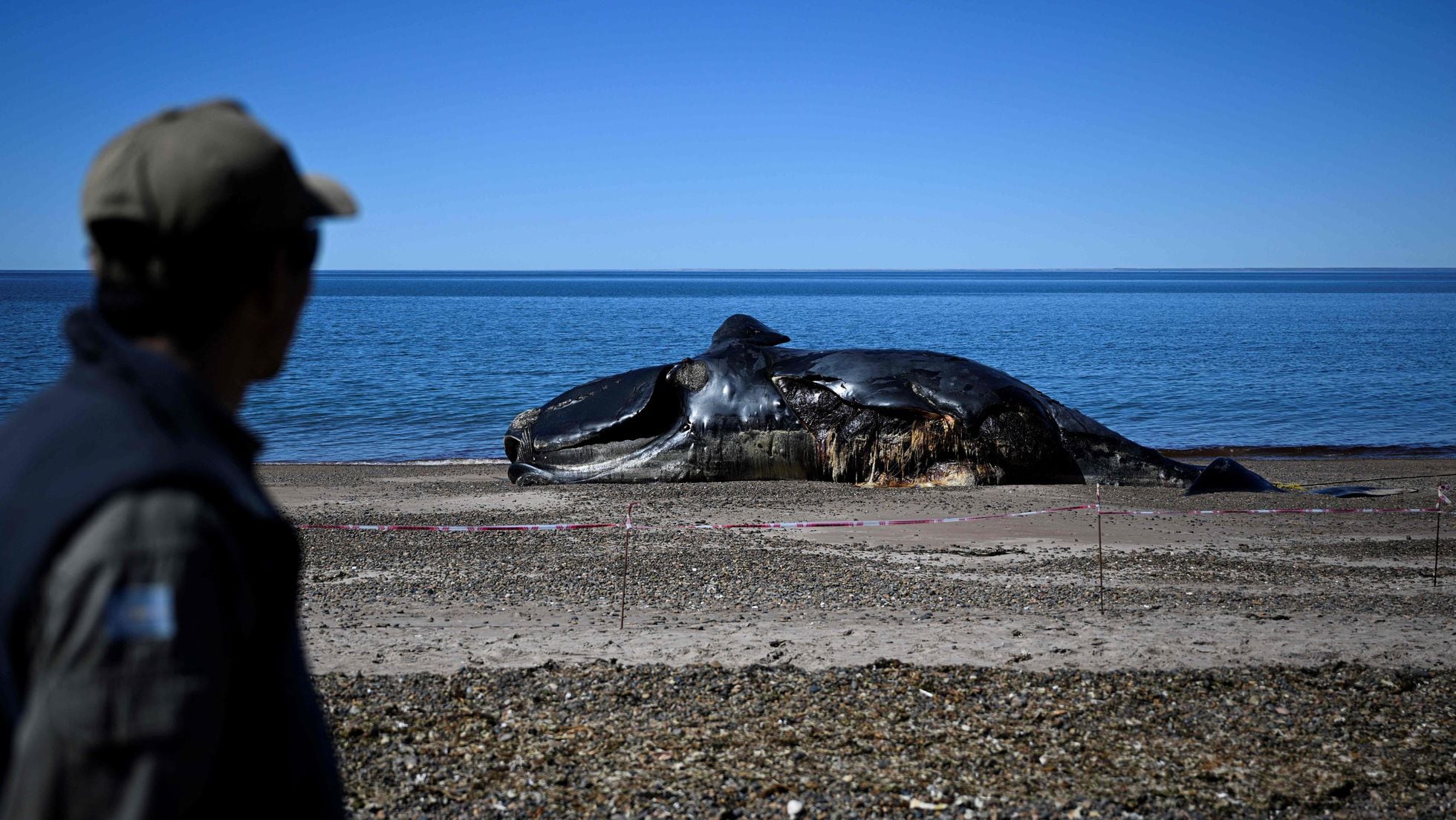 Argentina investiga la muerte de 15 ballenas en 10 días en una reserva natural de la Patagonia | EL PAÍS Argentina