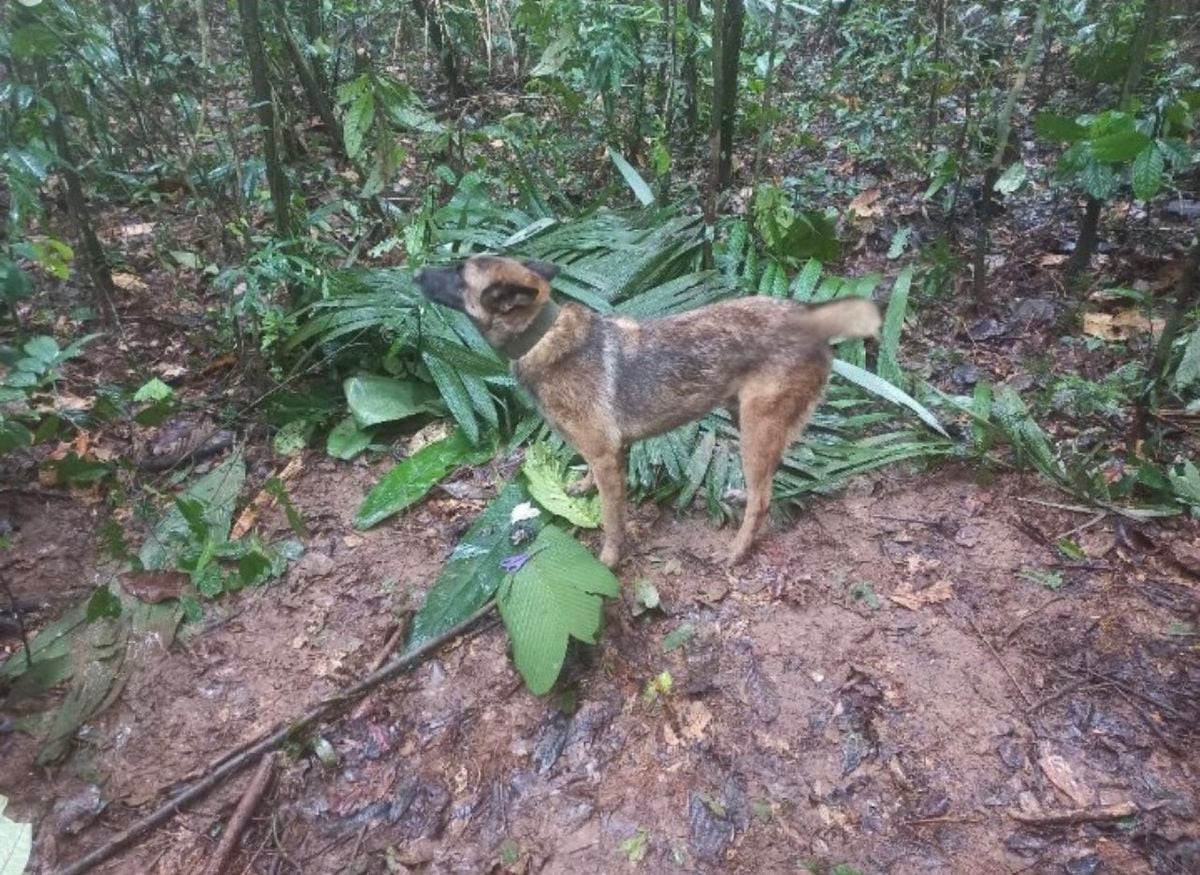 Wilson, the rescue dog and the latest drama in the history of children lost in the jungle