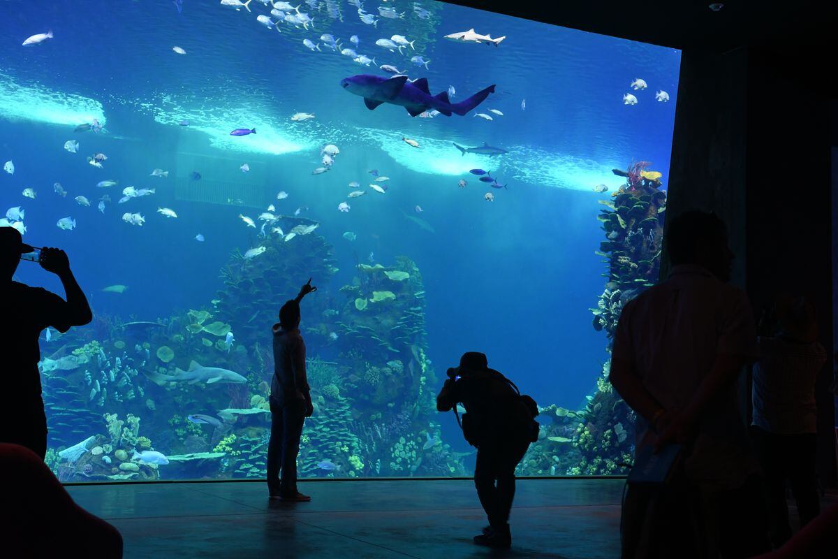 Aquário de Mazatlán: adeus shows de golfinhos: este é o maior aquário sustentável da América Latina |  futura américa