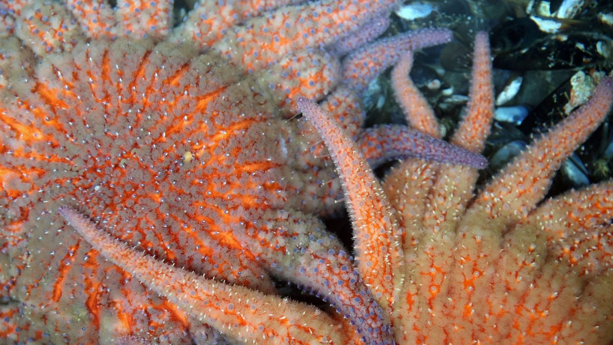 En búsqueda de la extraña enfermedad que amenaza a las estrellas de mar  girasol, América Futura