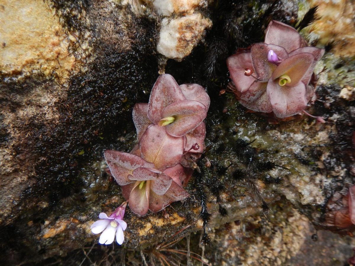 This is how two new carnivorous plants discovered in South America catch insects