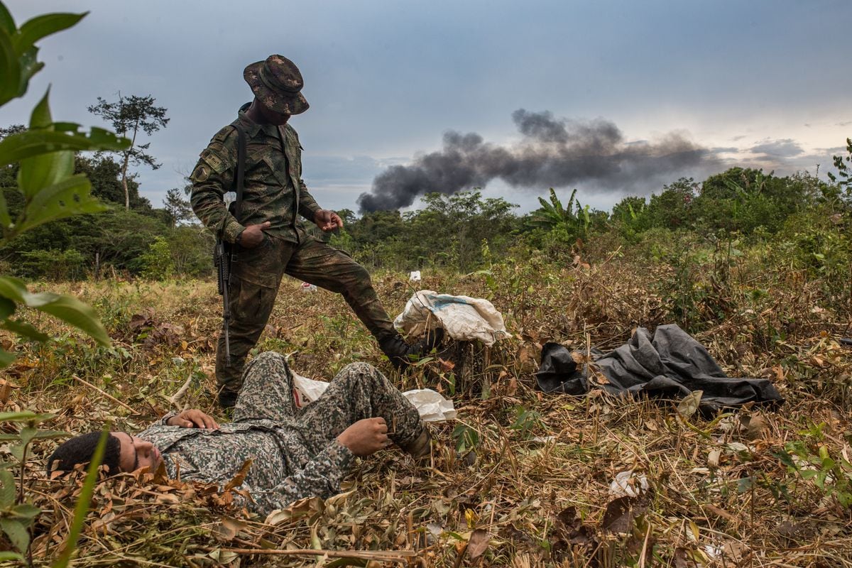 Los bosques de Colombia, víctimas silenciosas de la guerra contra las drogas | América Futura