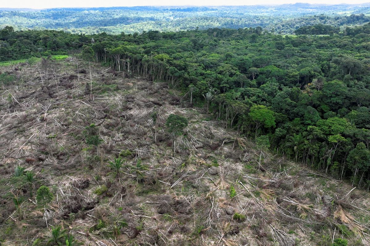 After Lula returned to power, Amazon deforestation fell by 22% in the first year