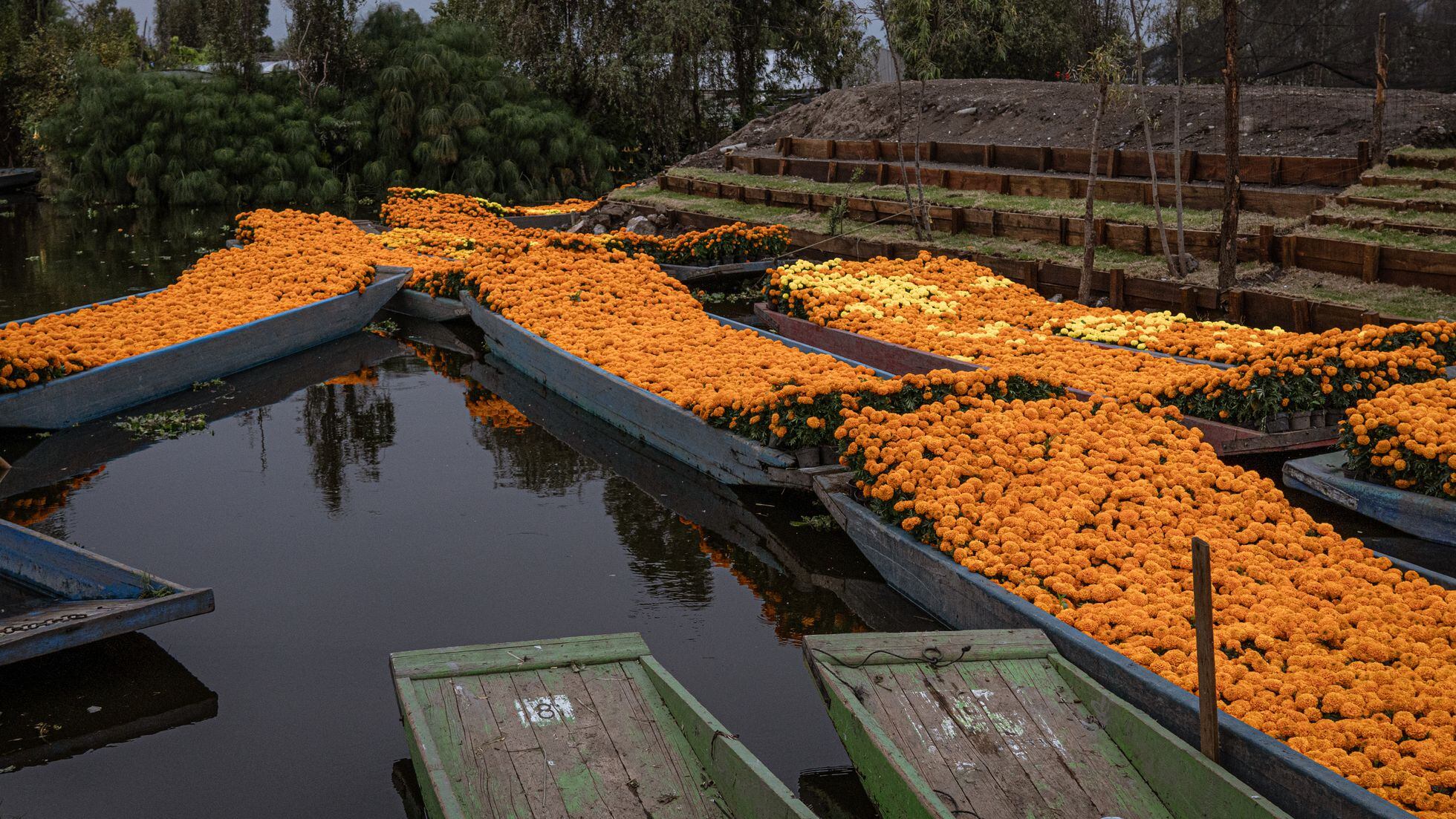 Curar el agua (y a México) con flores de cempasúchil | América Futura | EL  PAÍS América