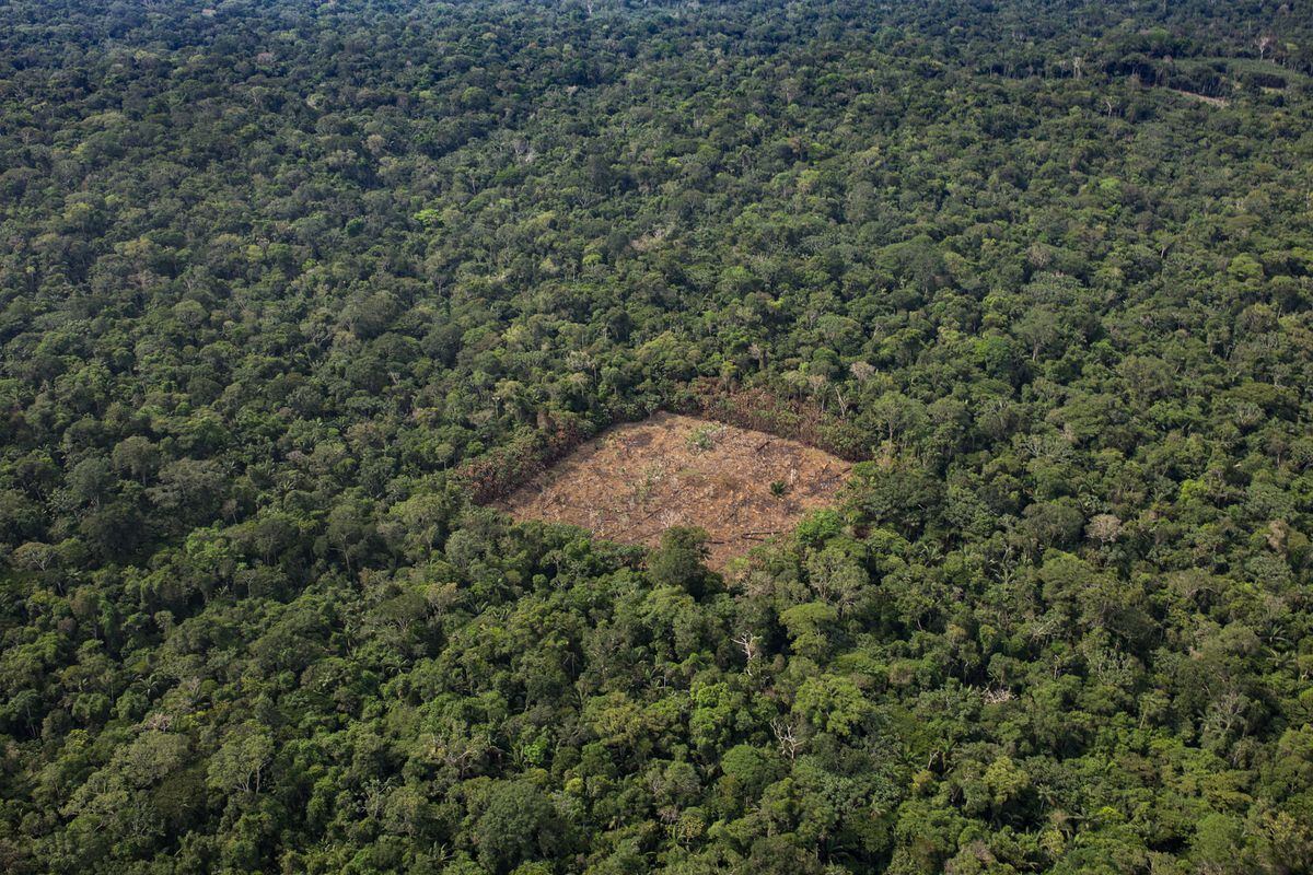 El impacto de la guerra contra las drogas en los bosques colombianos