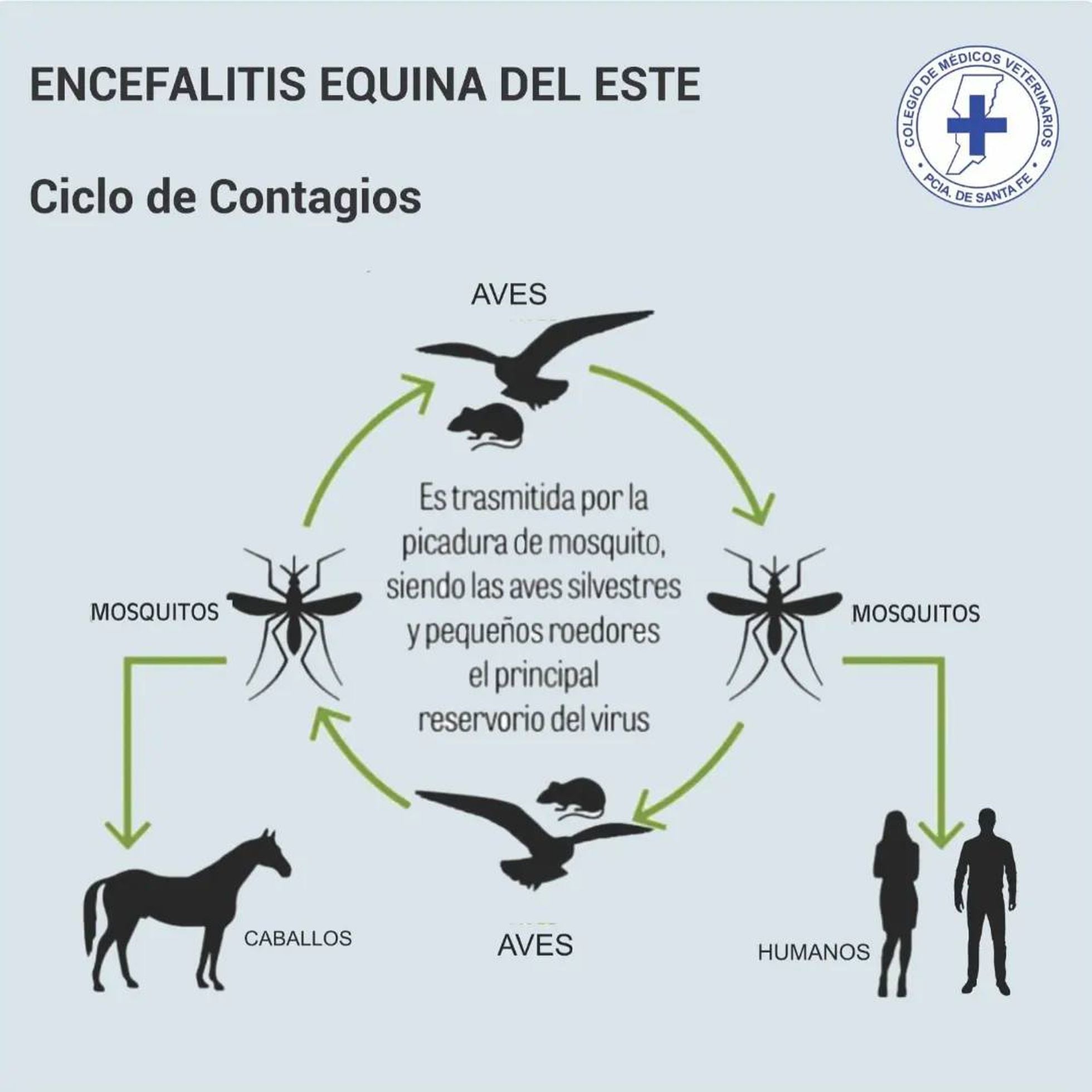 Encefalomielitis equina en Argentina: qué es, cómo se transmite y cuál es  el riesgo en humanos | EL PAÍS Argentina