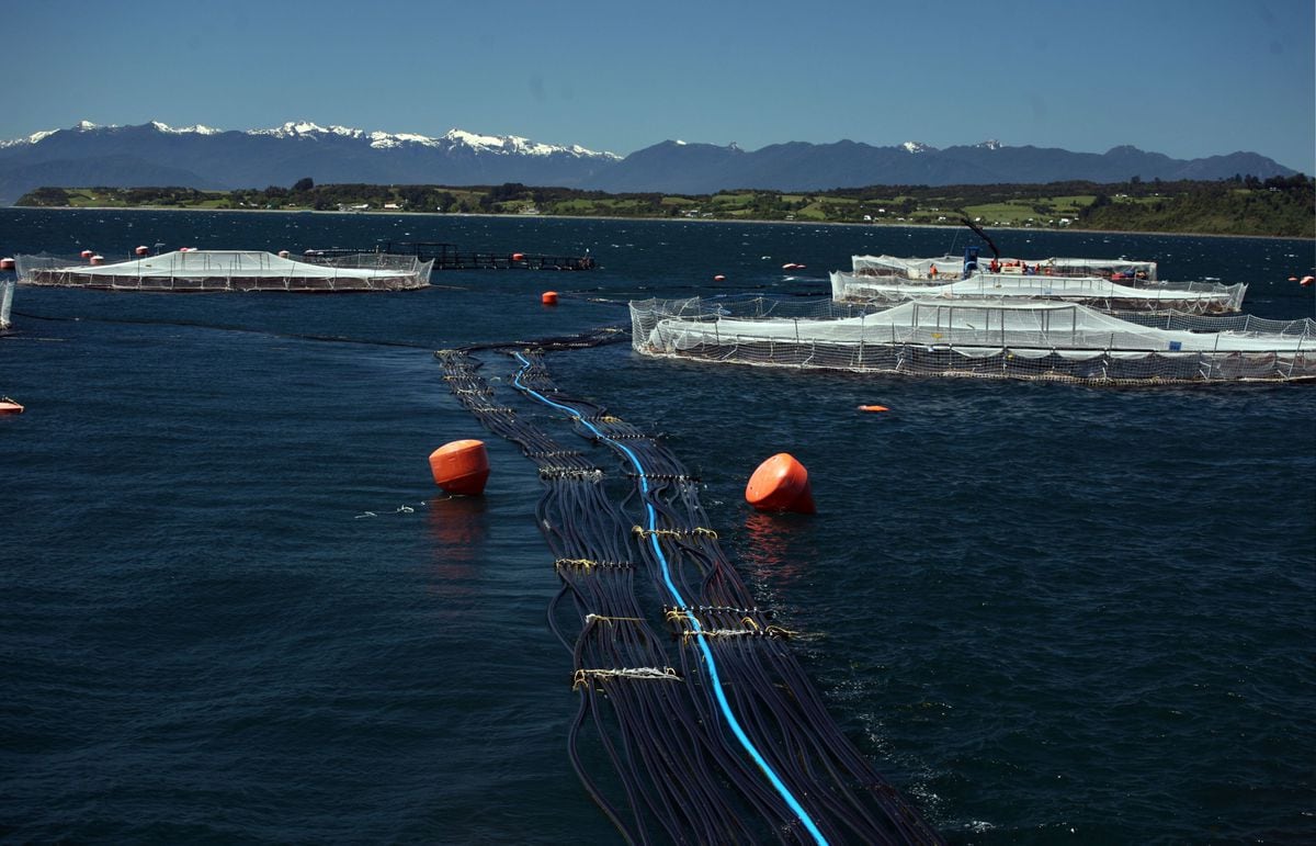 Chinese company Joyvio claims nearly $1.3 billion after buying Chilean salmon company Australis